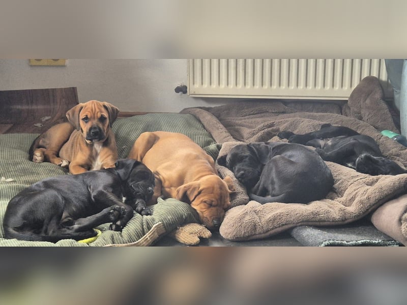 Boxer/Dobermann Welpen Hündin