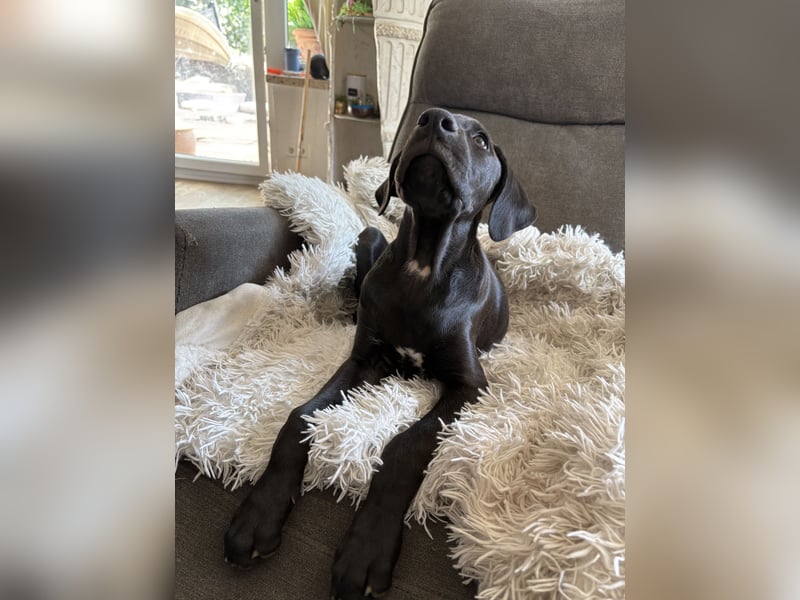Boxer/Dobermann Welpen Hündin