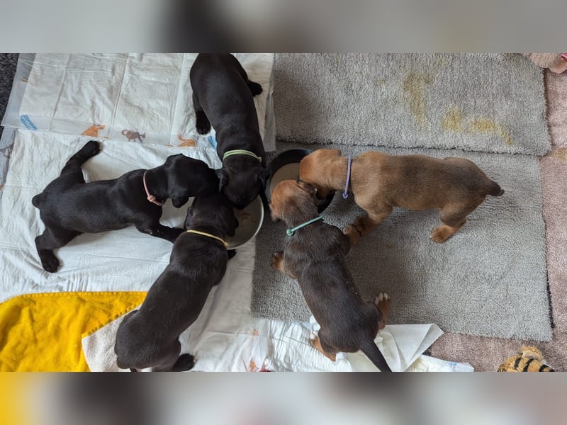 Boxer/Dobermann Welpen Hündin