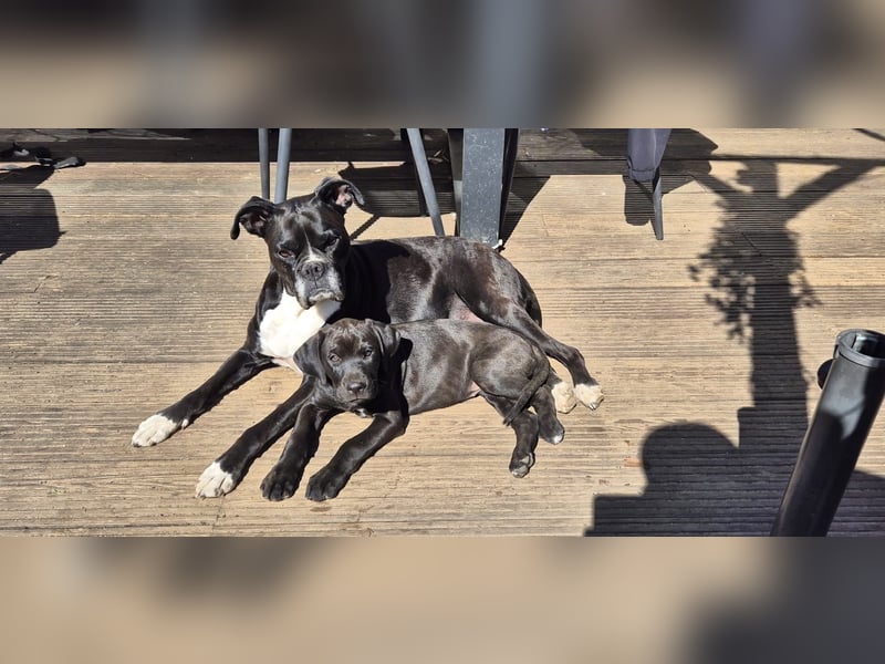 Boxer/Dobermann Welpen Hündin