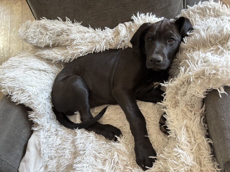 Boxer/Dobermann Welpen Hündin