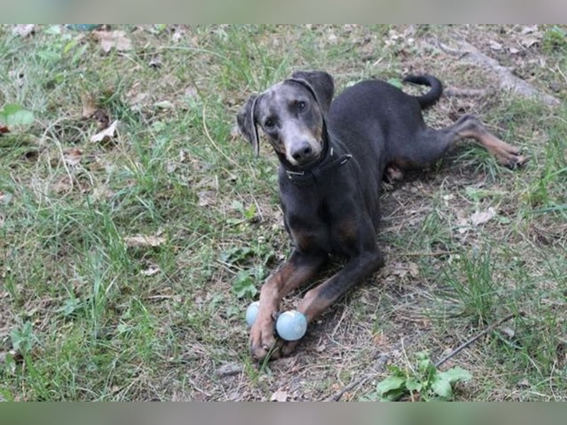 Fiona, Dobermann, geb. 5/ 2024, su. erfahrene Besitzer