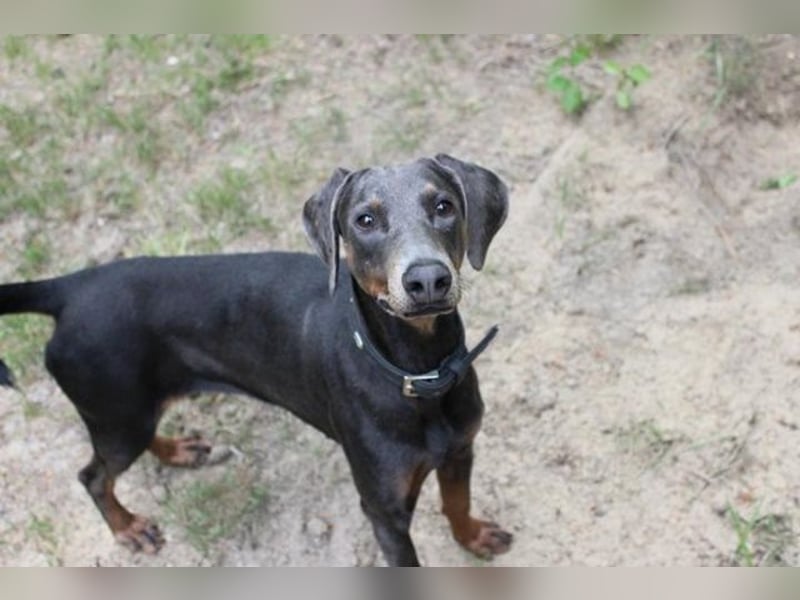 Fiona, Dobermann, geb. 5/ 2024, su. erfahrene Besitzer