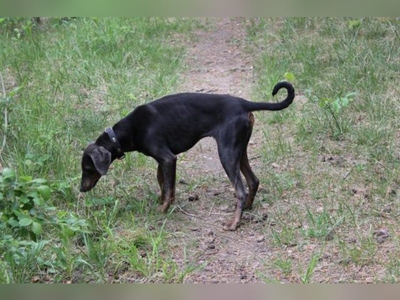 Fiona, Dobermann, geb. 5/ 2024, su. erfahrene Besitzer