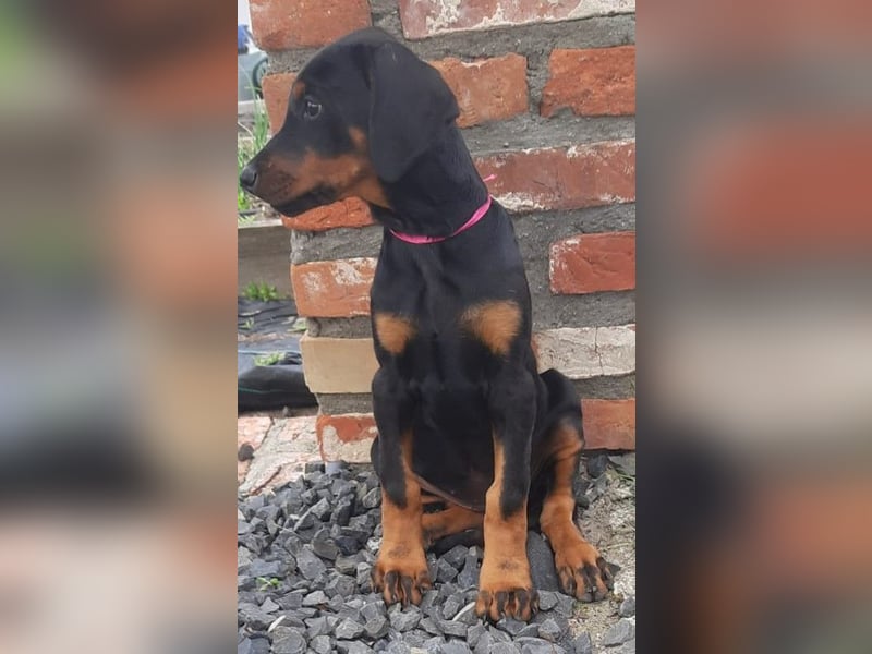 Dobermann Welpe mit Ahnentafel u. Bringservice