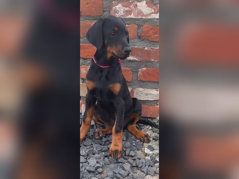 Dobermann Welpe mit Ahnentafel u. Bringservice