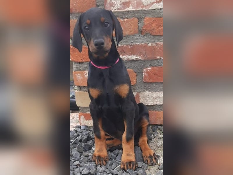 Dobermann Welpe mit Ahnentafel u. Bringservice