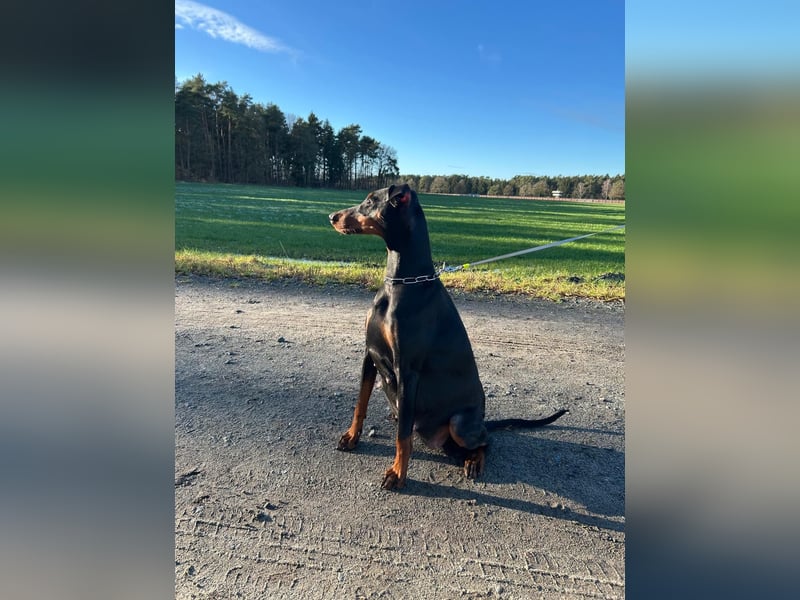Dobermann Welpen