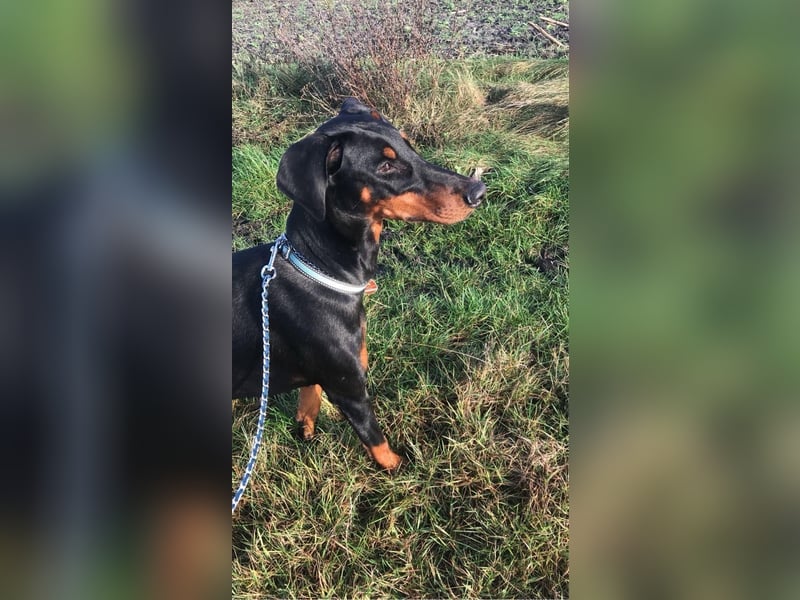 Dobermann Welpen