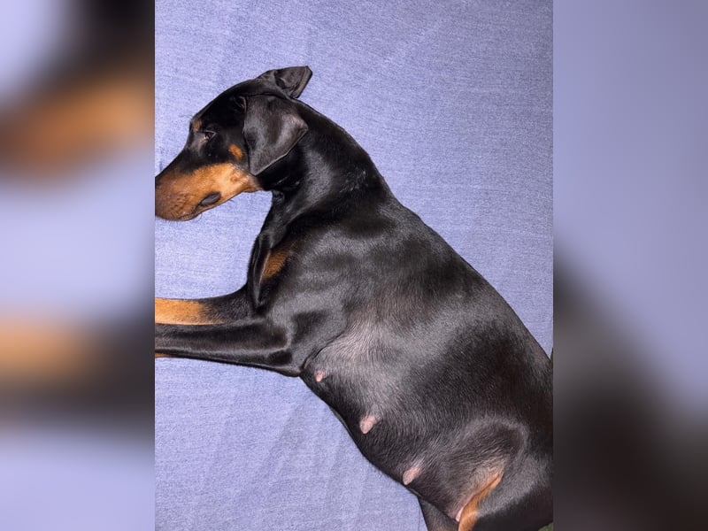 Dobermann Welpen