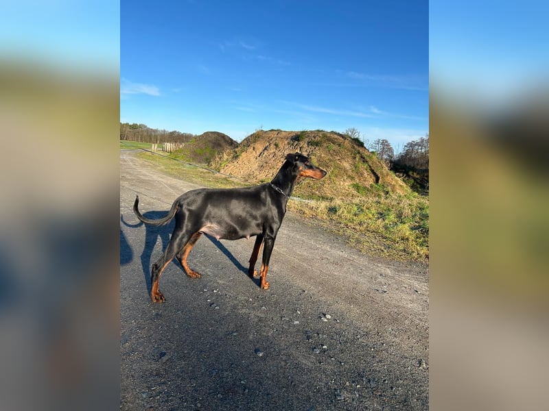 Dobermann Welpen