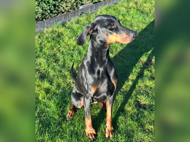 1A Dobermannhündin sucht Partner