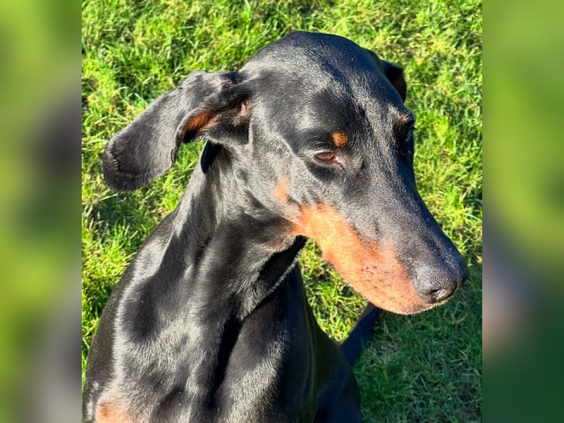 1A Dobermannhündin sucht Partner