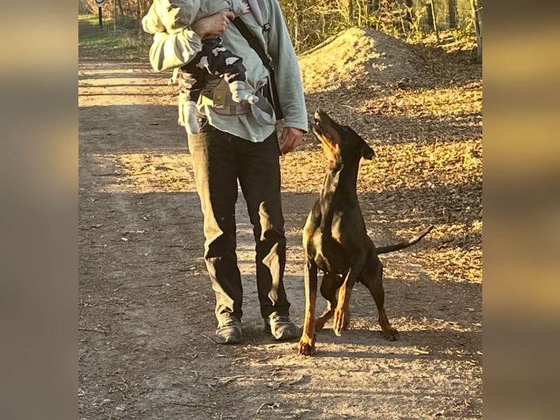 1A Dobermannhündin sucht Partner