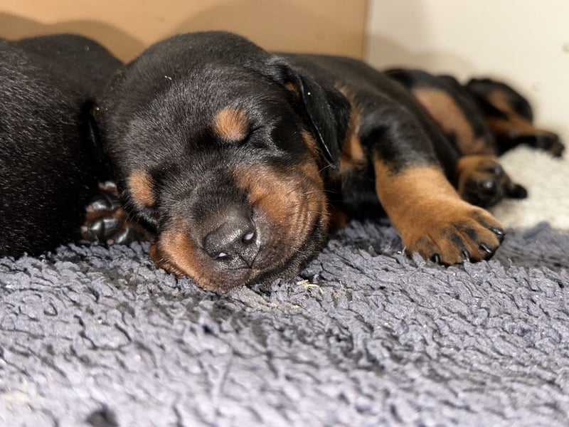 FCI Dobermann Welpe aus Championlinie – Nebula Nero di Angelo