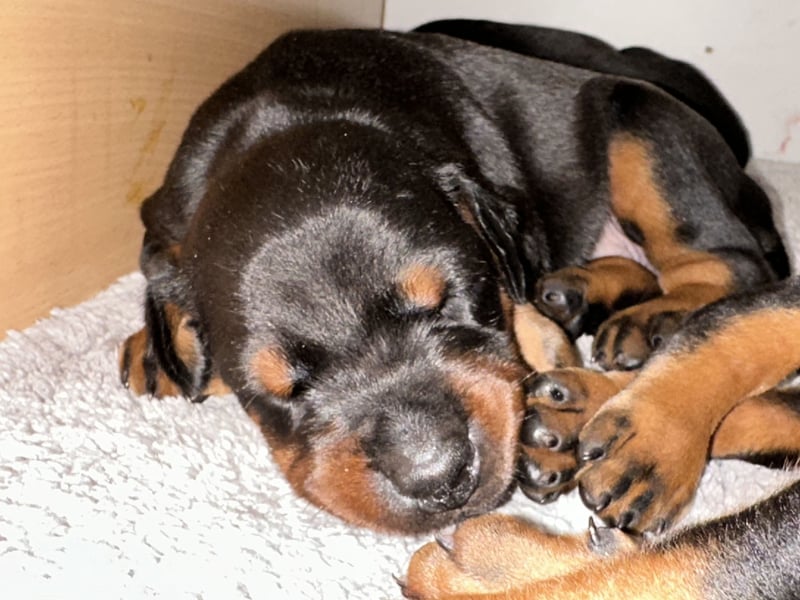 FCI Dobermann Welpe aus Championlinie – Nebula Nero di Angelo