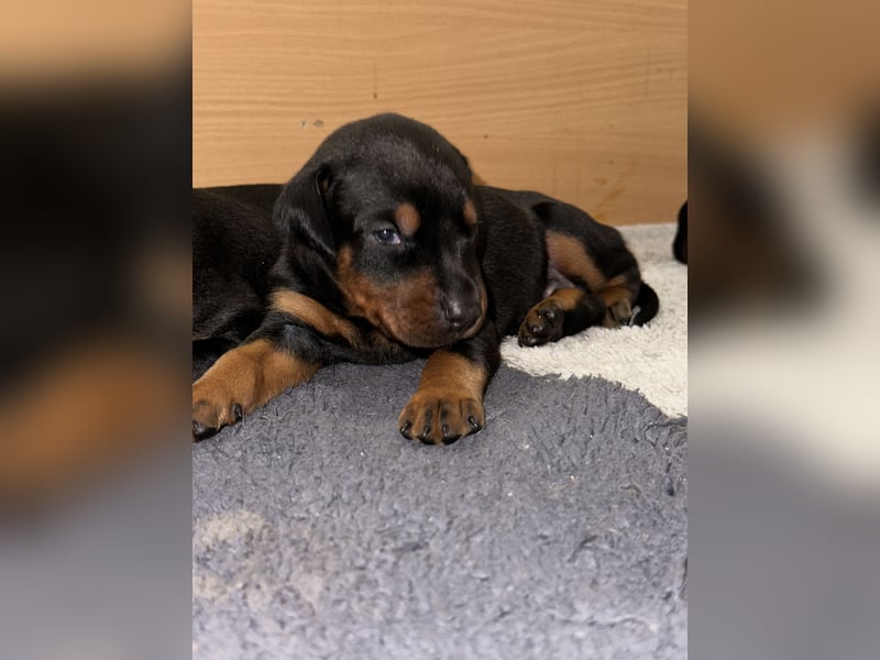 FCI Dobermann Welpe aus Championlinie – Nebula Nero di Angelo