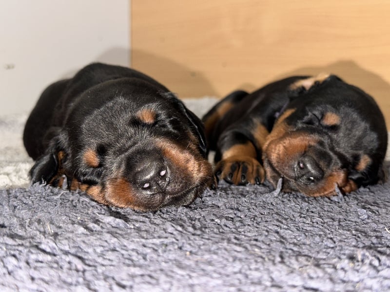 FCI Dobermann Welpe aus Championlinie – Nebula Nero di Angelo