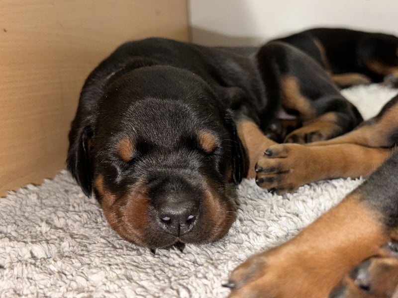 FCI Dobermann Welpe aus Championlinie – Nebula Nero di Angelo