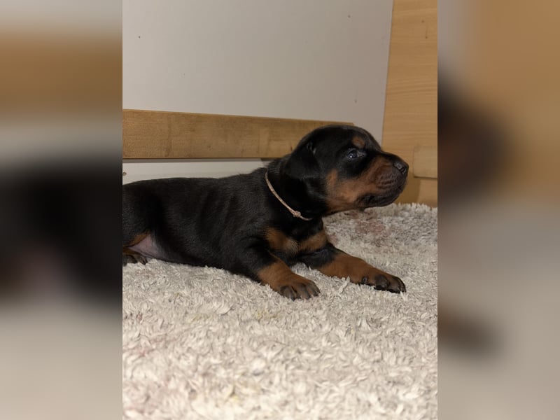 FCI Dobermann Welpe aus Championlinie – Nebula Nero di Angelo
