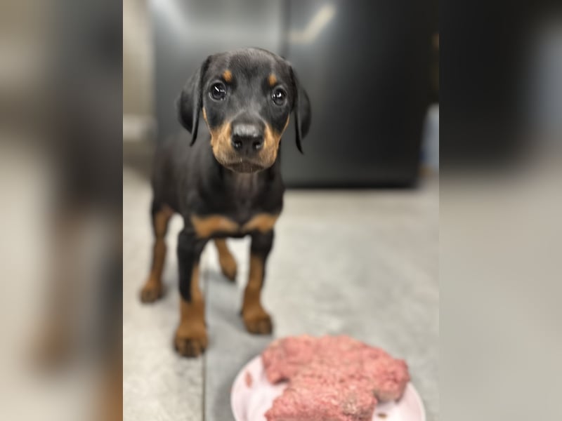 Dobermann-Aussie-Designerhundewelpen