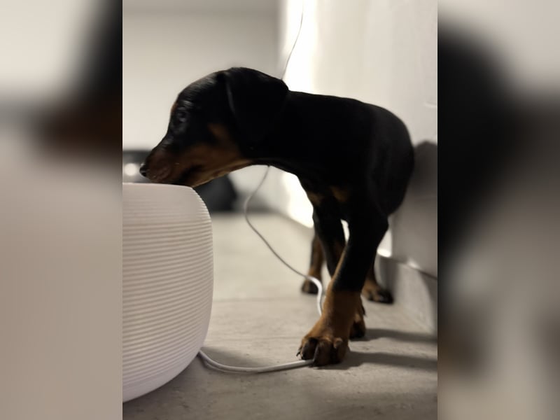 Dobermann-Aussie-Designerhundewelpen