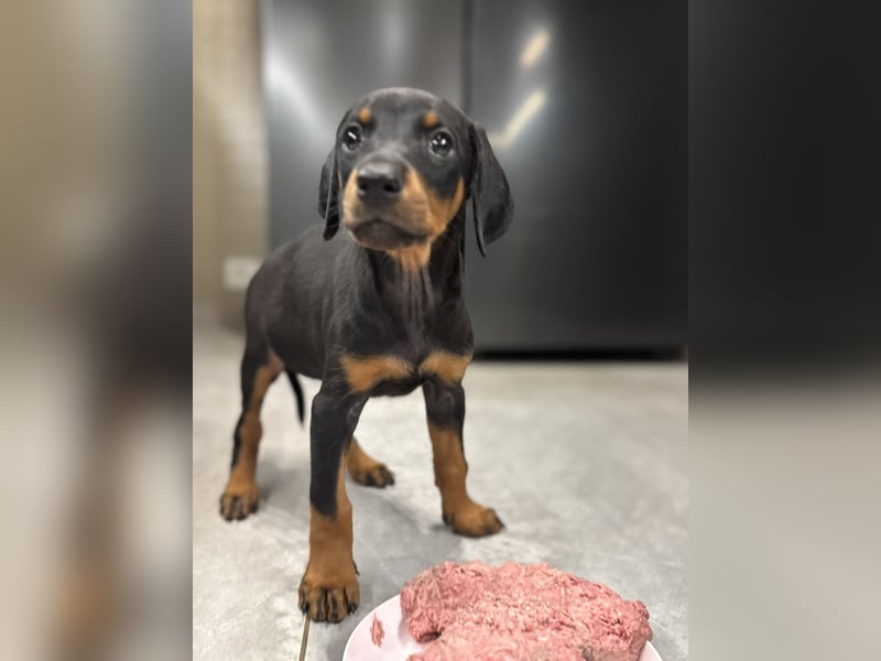 Dobermann-Aussie-Designerhundewelpen