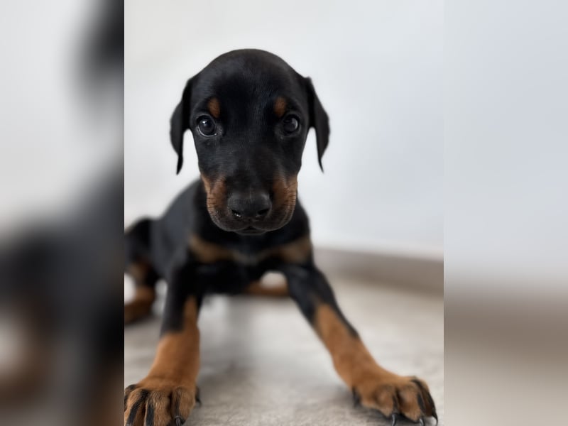 Dobermann-Aussie-Designerhundewelpen