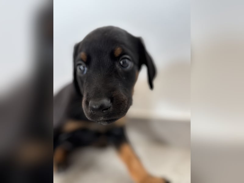 Dobermann-Aussie-Designerhundewelpen