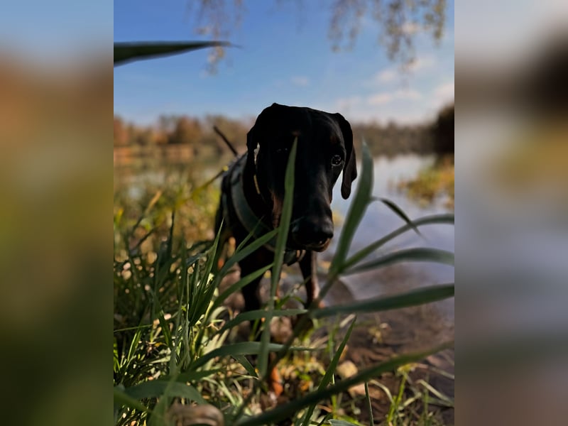 Dobermann-Aussie-Designerhundewelpen