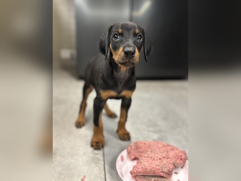 Dobermann-Aussie-Designerhundewelpen