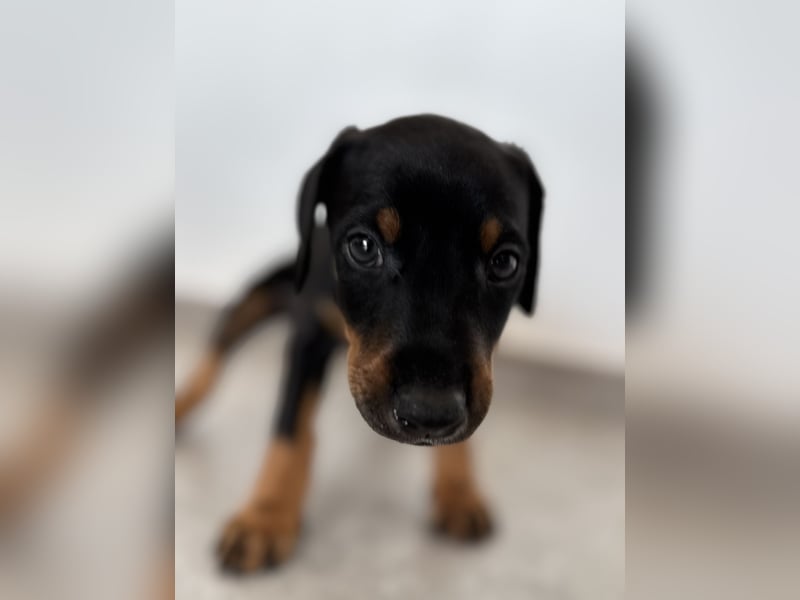 Dobermann-Aussie-Designerhundewelpen