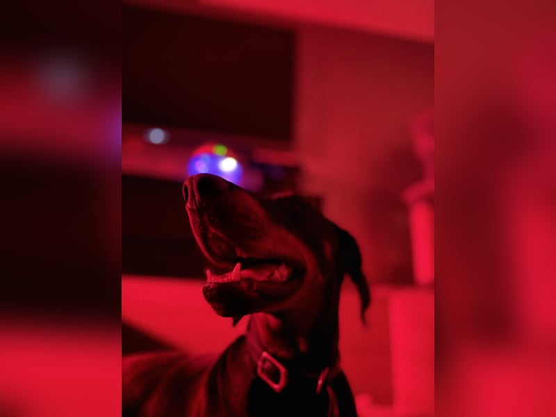 Dobermann-Aussie-Designerhundewelpen