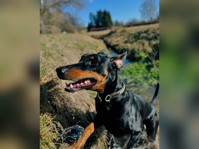 Dobermann-Aussie-Designerhundewelpen