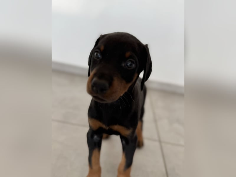 Dobermann-Aussie-Designerhundewelpen