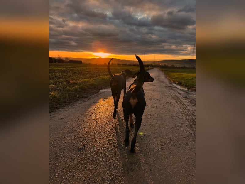Dobermann-Aussie-Designerhundewelpen