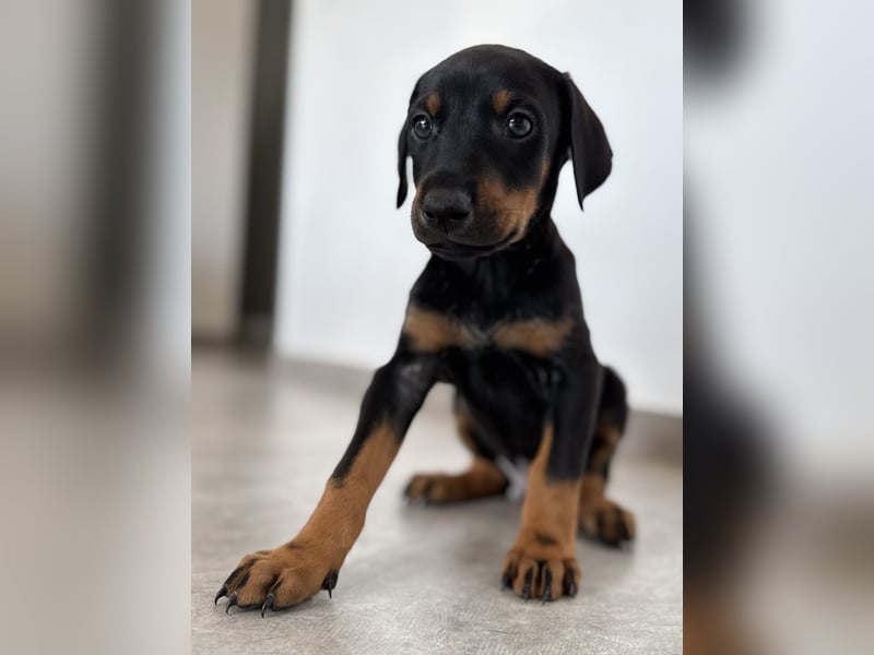 Dobermann-Aussie-Designerhundewelpen