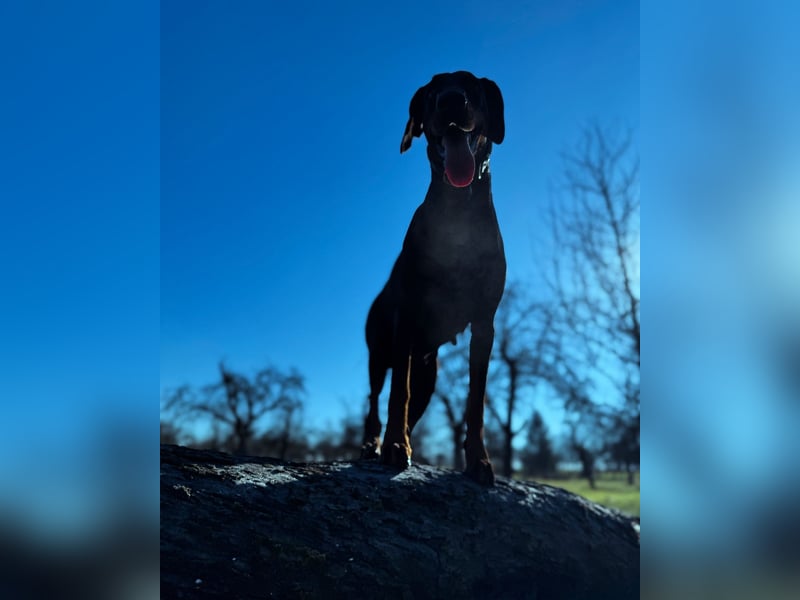 Dobermann-Aussie-Designerhundewelpen