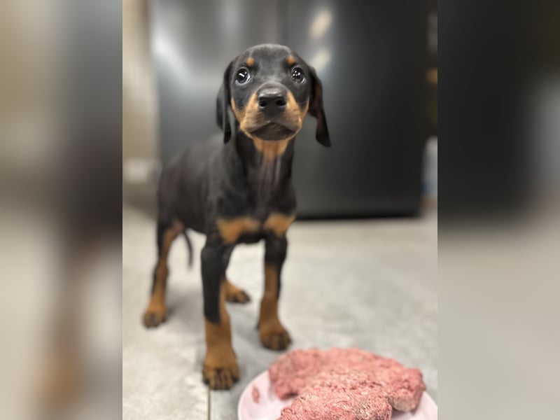 Dobermann-Aussie-Designerhundewelpen