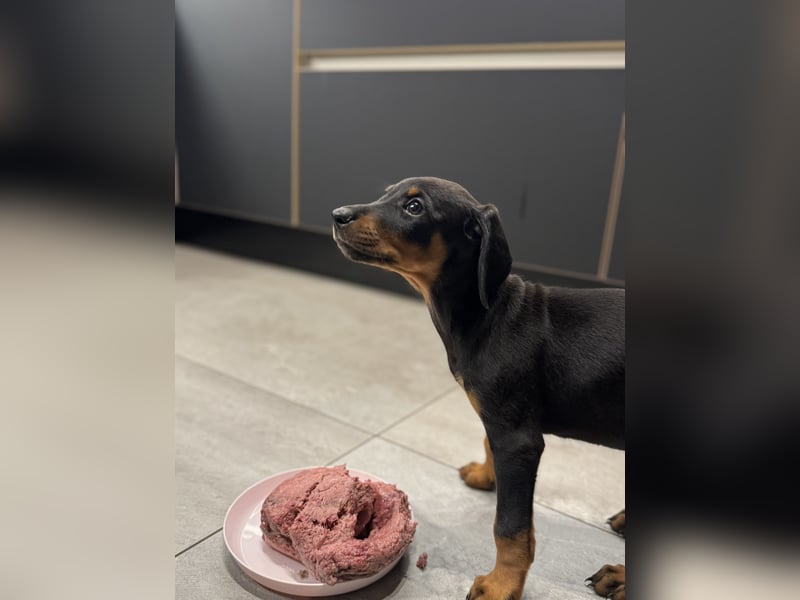 Dobermann-Aussie-Designerhundewelpen