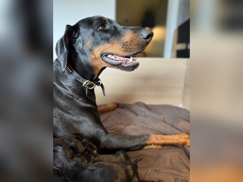 Dobermann-Aussie-Designerhundewelpen