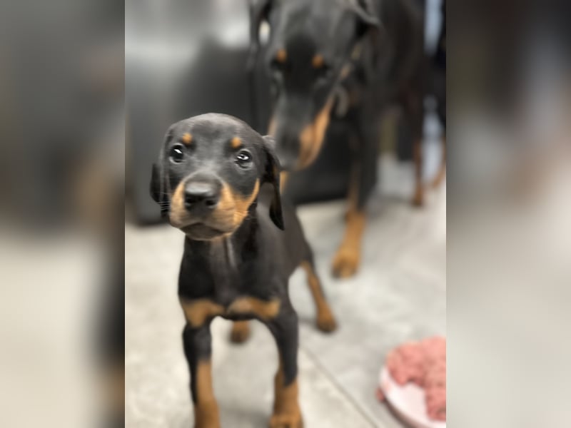 Dobermann-Aussie-Designerhundewelpen