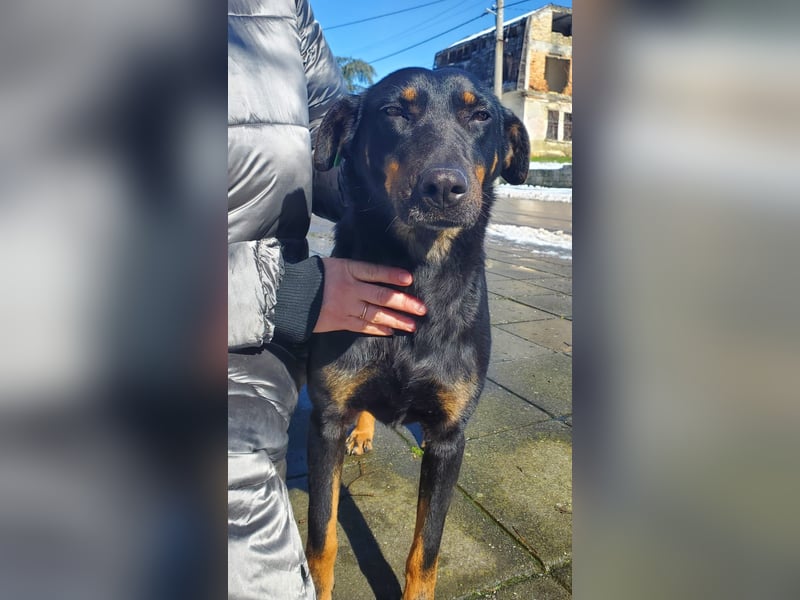 Nuts, junde Dobermann Mix Hündin