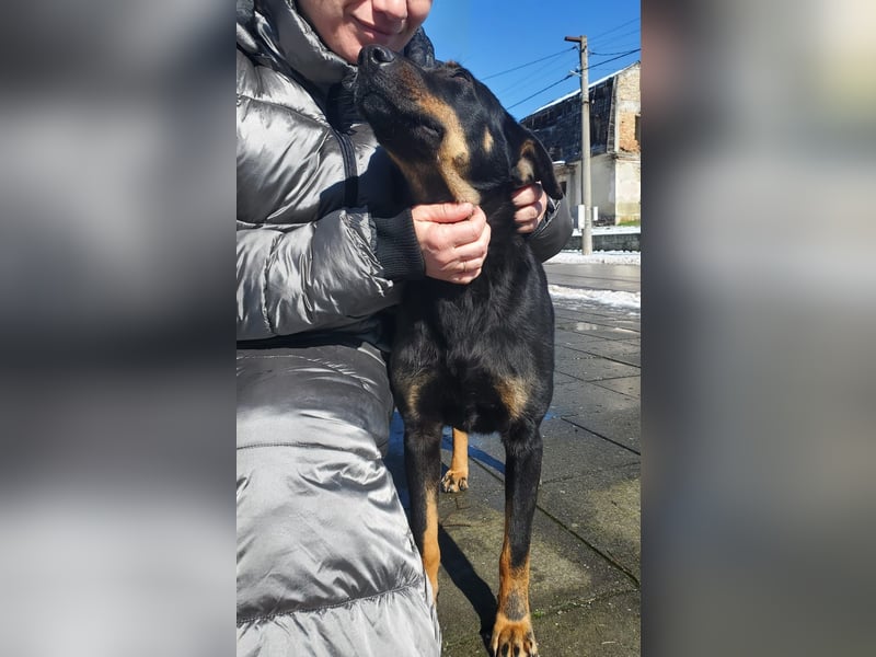 Nuts, junde Dobermann Mix Hündin