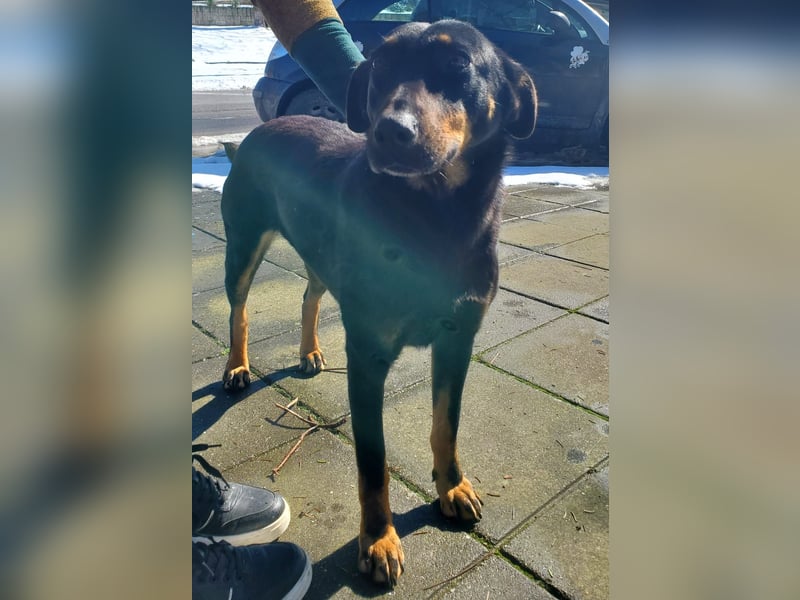 Nuts, junde Dobermann Mix Hündin