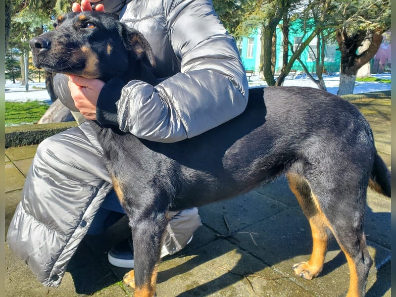Nuts, junde Dobermann Mix Hündin