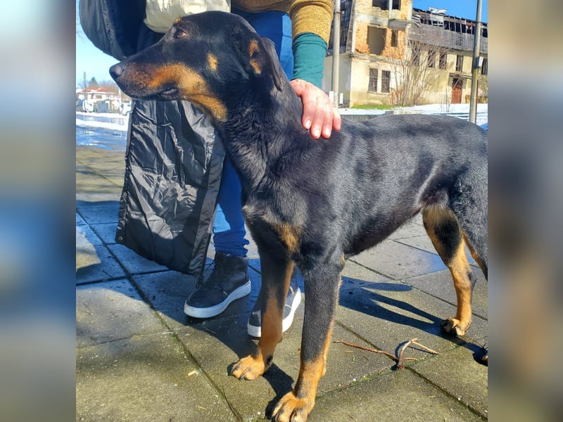 Nuts, junde Dobermann Mix Hündin