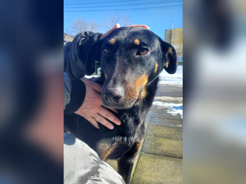 Nuts, junde Dobermann Mix Hündin