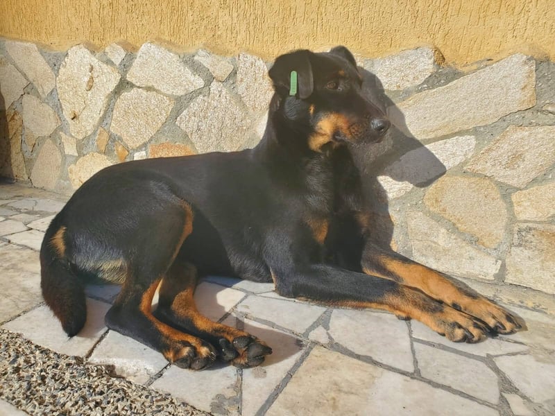 Nuts, junde Dobermann Mix Hündin