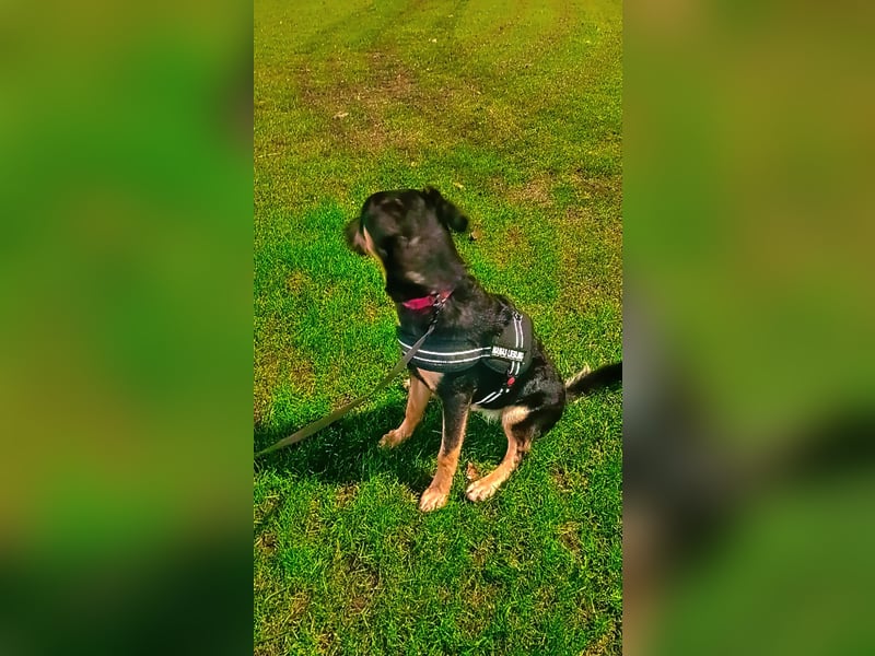 Frieda sucht ein neues Zuhause